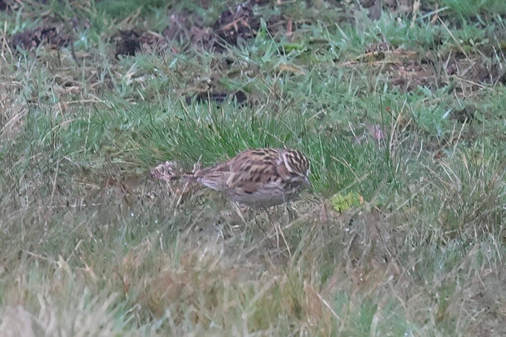 Woodlark