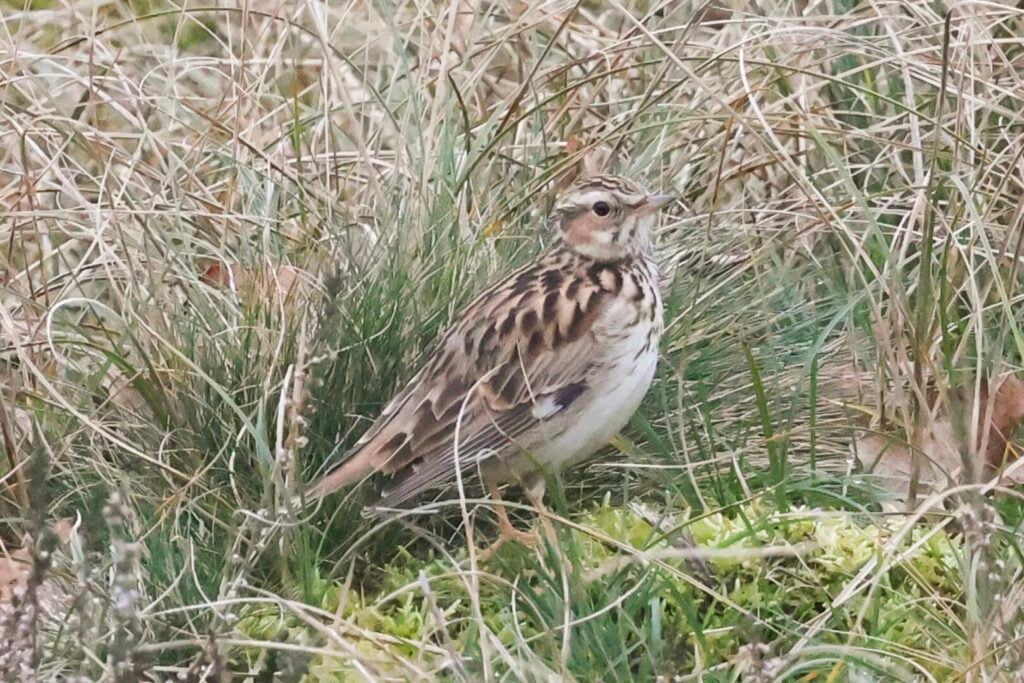 Woodlark