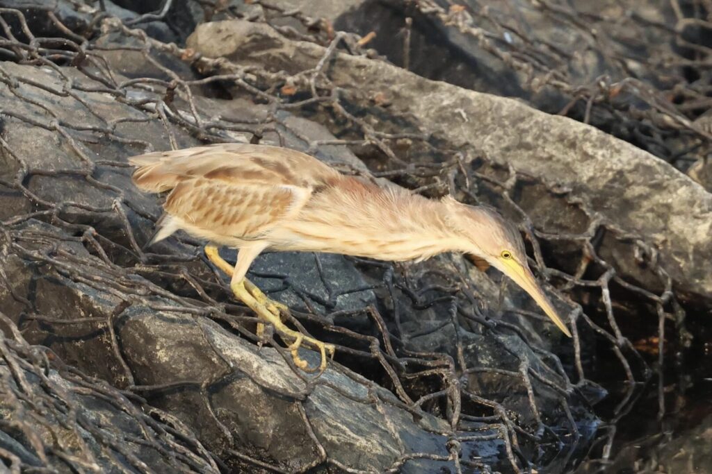 Yellow Bittern
