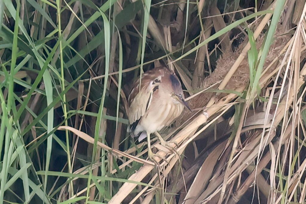 Yellow Bittern