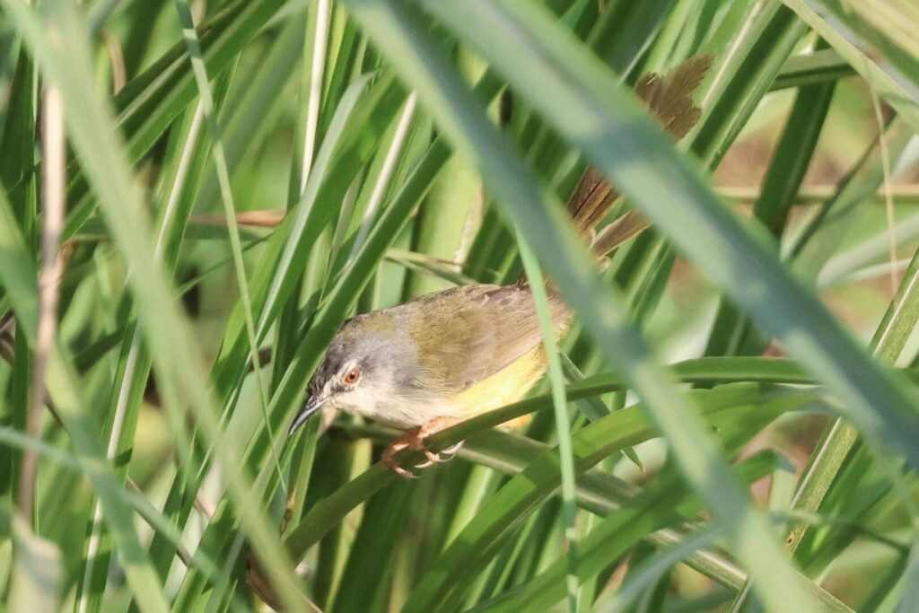Yellow-bellied Prinia