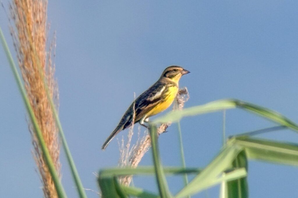 Yellow-breasted Bunting