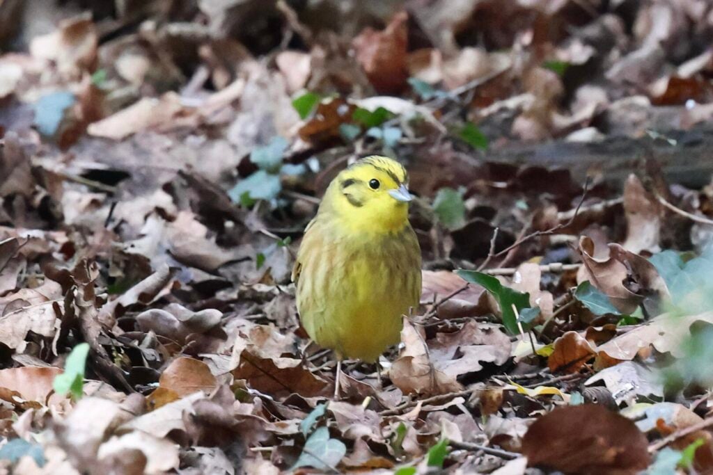 Yellowhammer