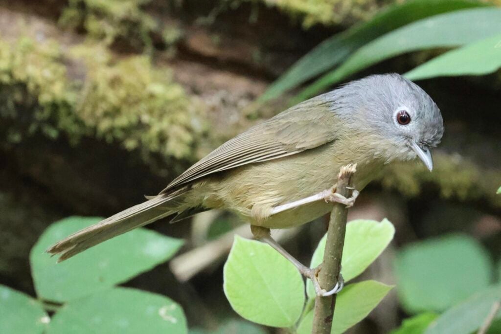 Yunnan Fulvetta