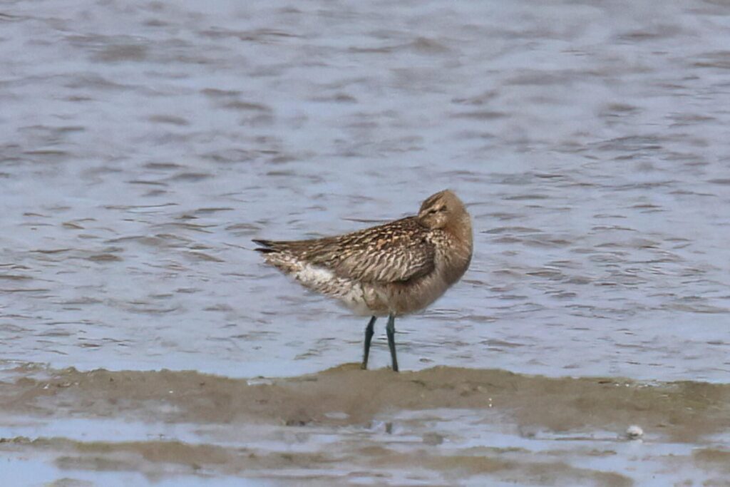 Bar-tailed Godwit