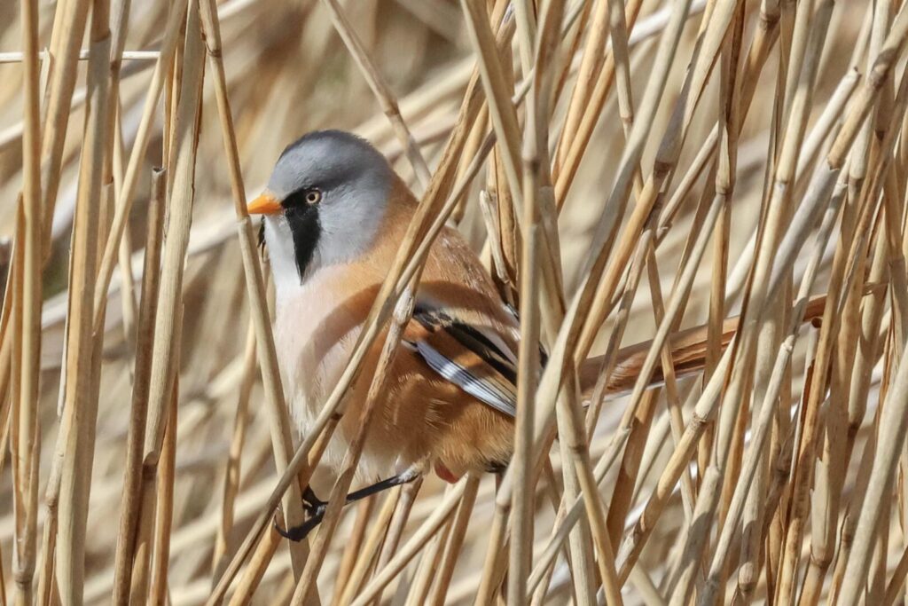Bearded Tit