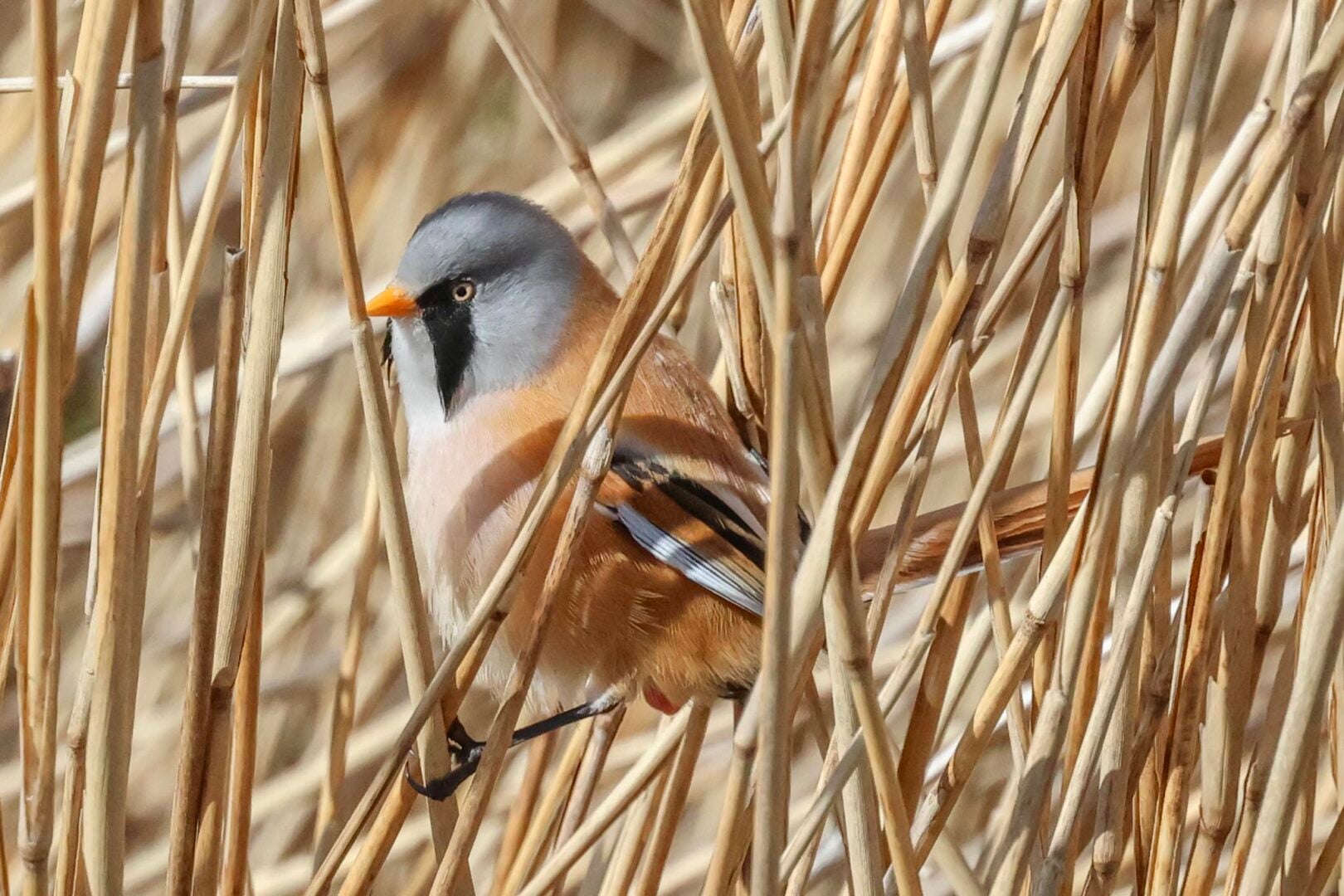 Bearded Tit