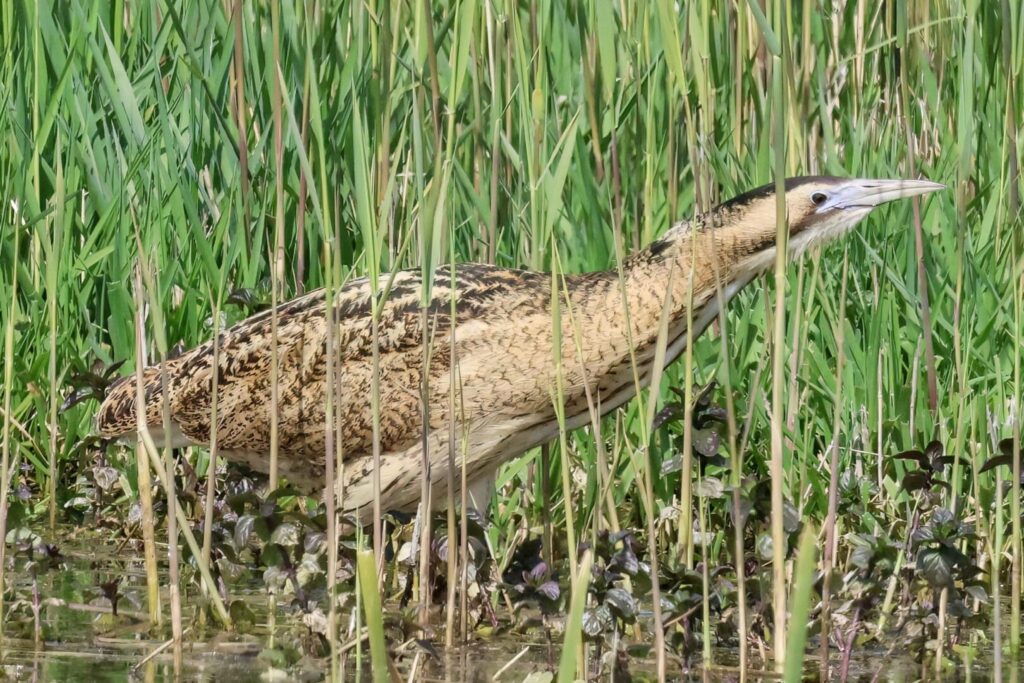 Bittern