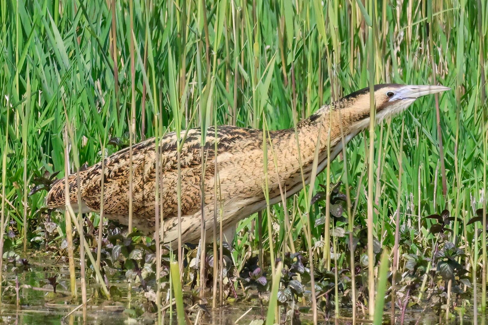 Bittern