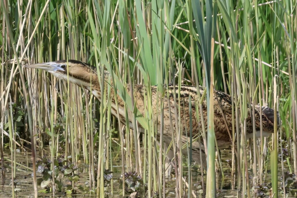 Bittern