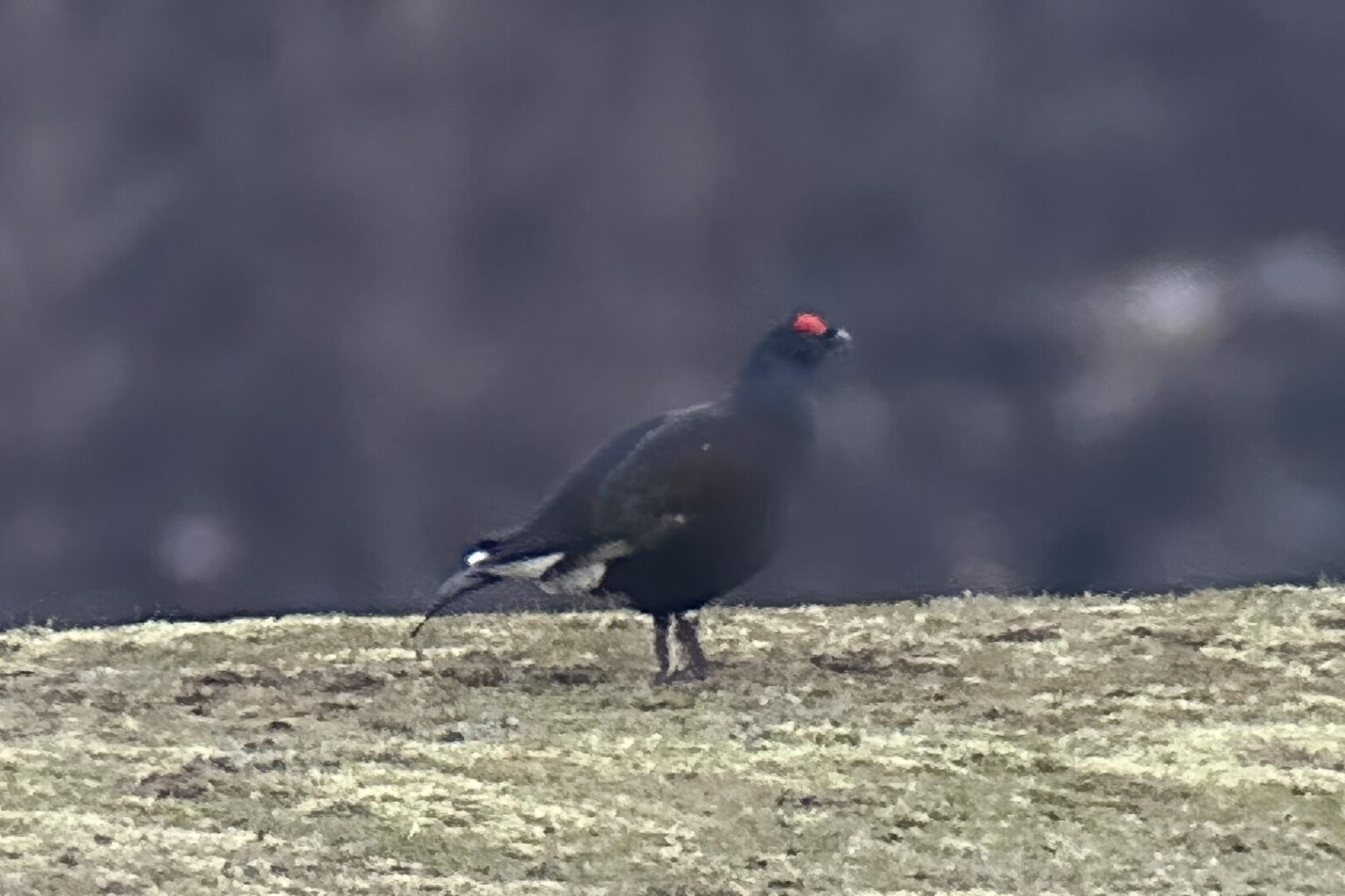 29th-march-4th-april-2026-scotland-highlands-coast-bird-tour