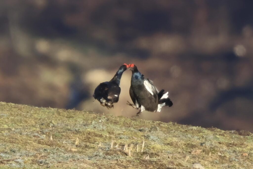 Black Grouse