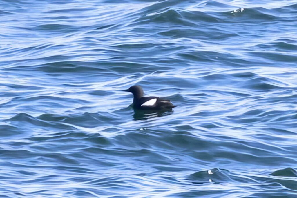Black Guillemot