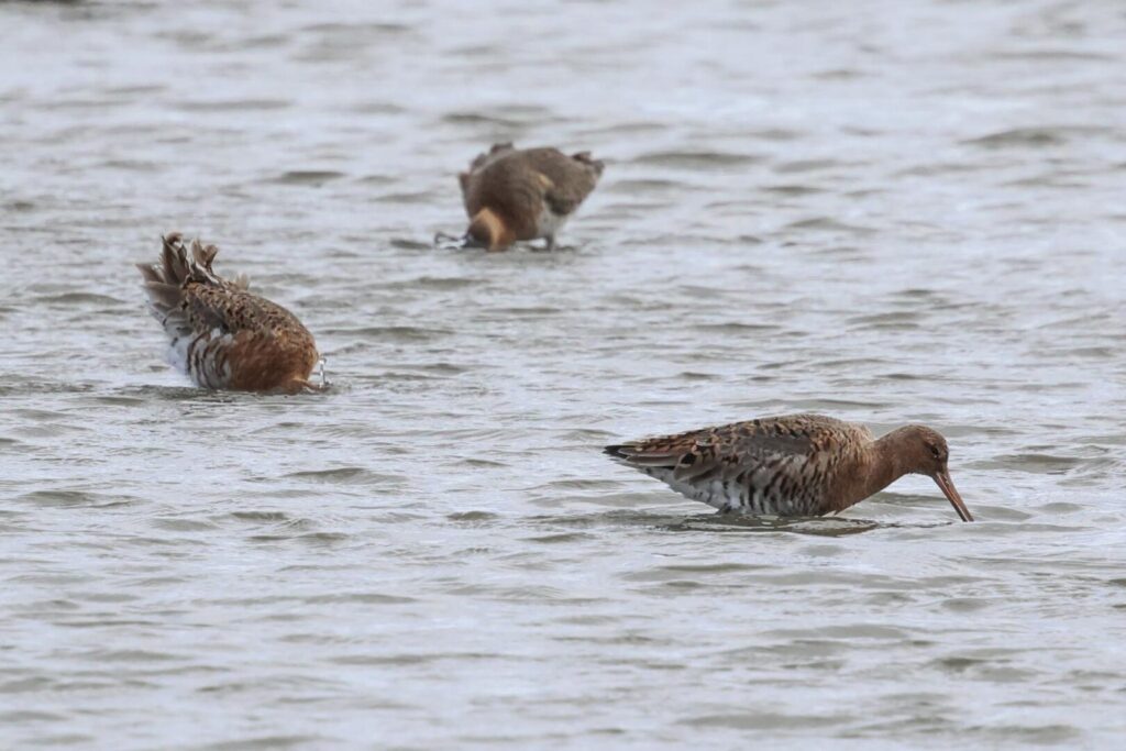 Black-tailed Godwits