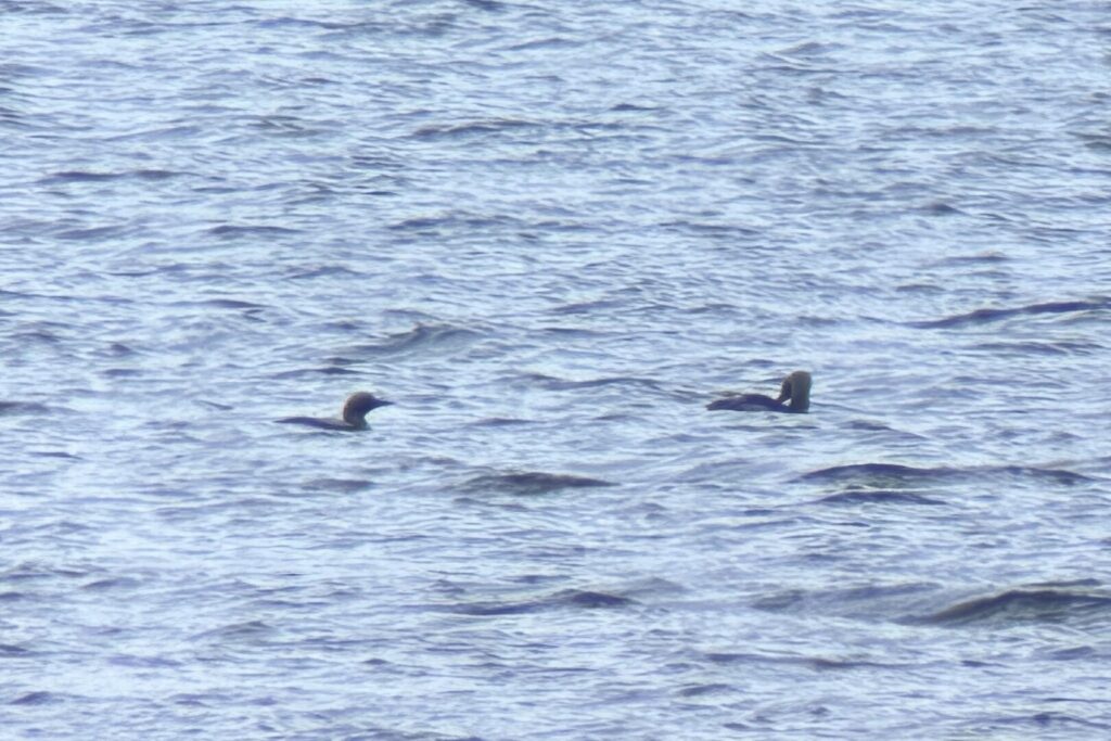Black-throated Divers
