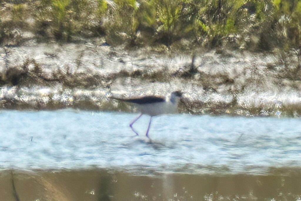 Black-winged Stilt