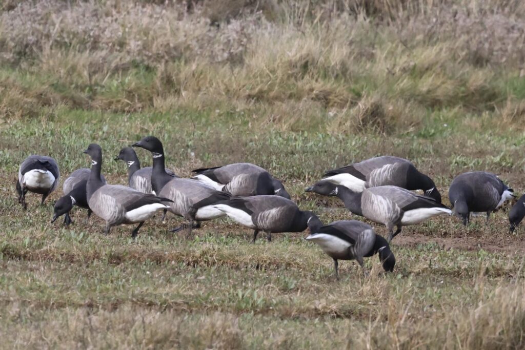 Brent Geese