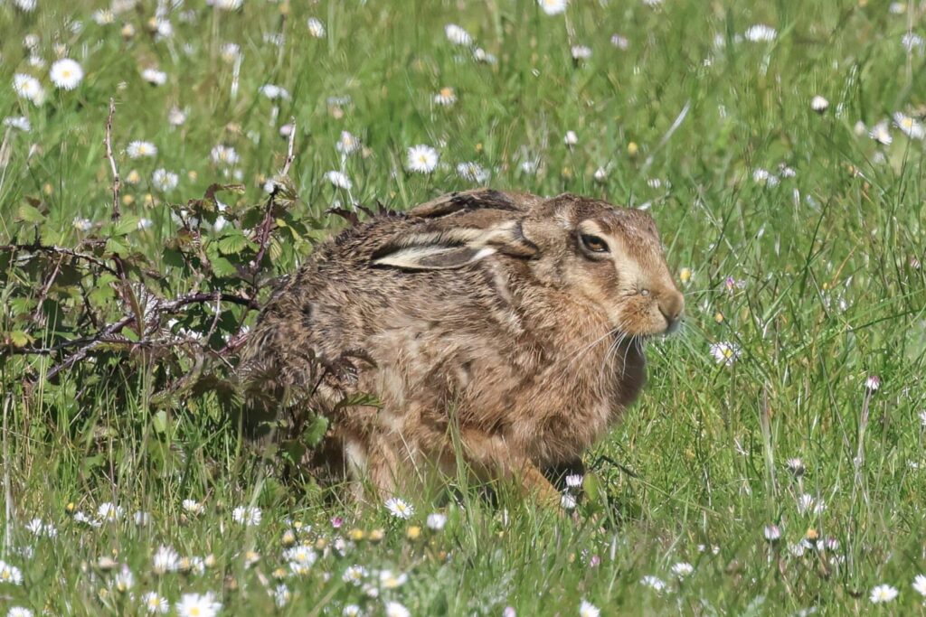 Brown Hare