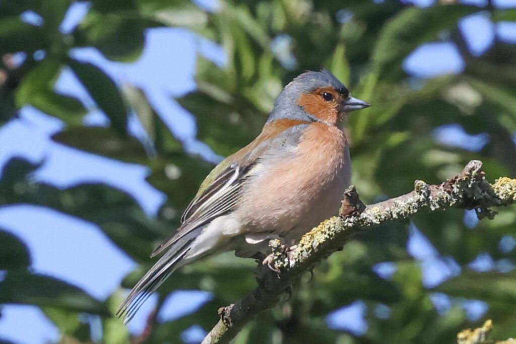 Chaffinch