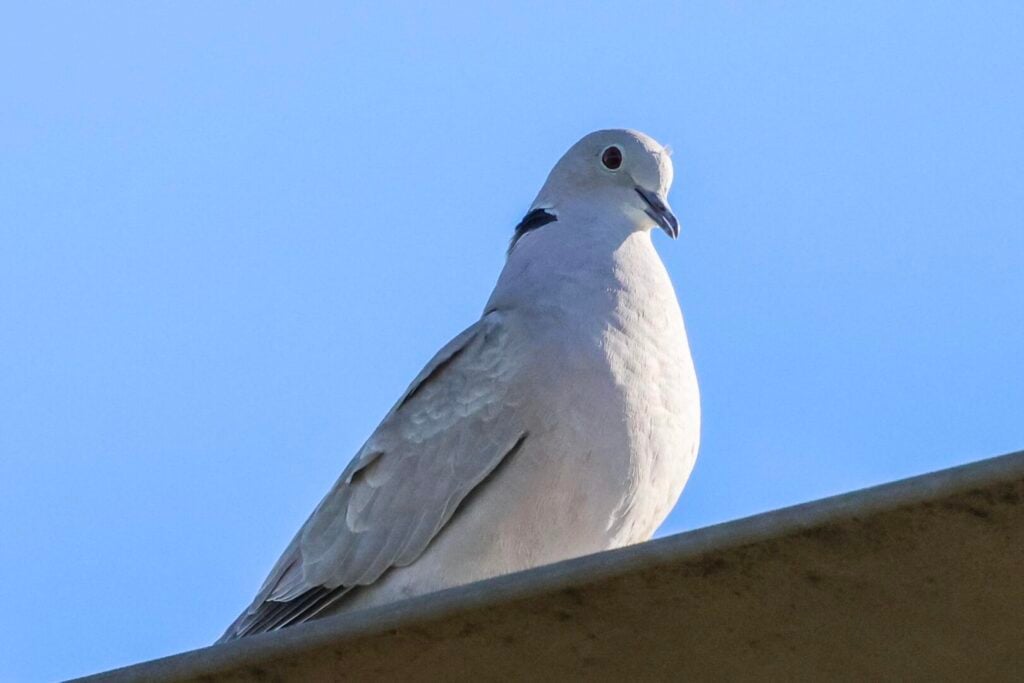 Collared Dove