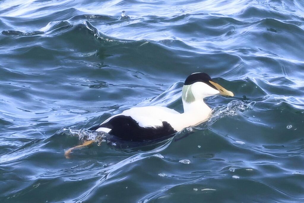 Common Eider
