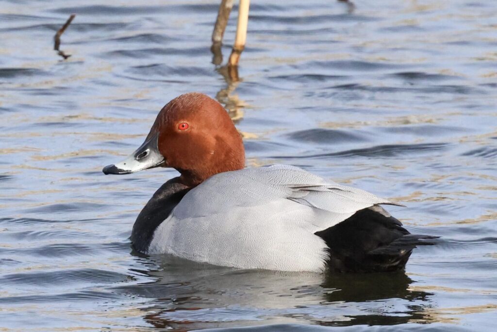 Common Pochard