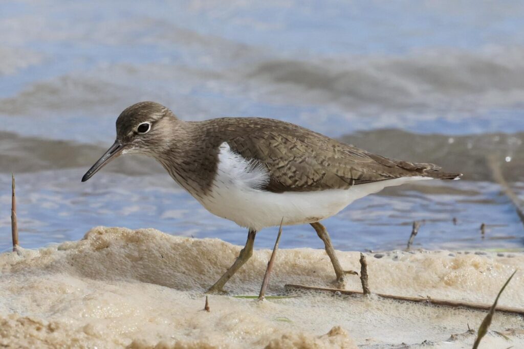 Common Sandpiper