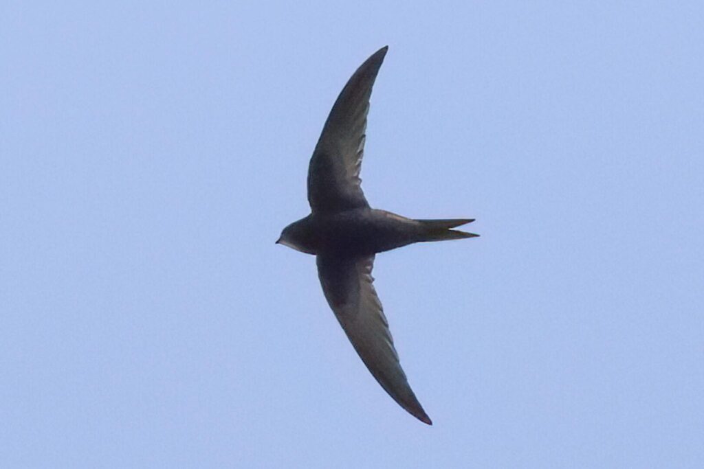 Common Swift