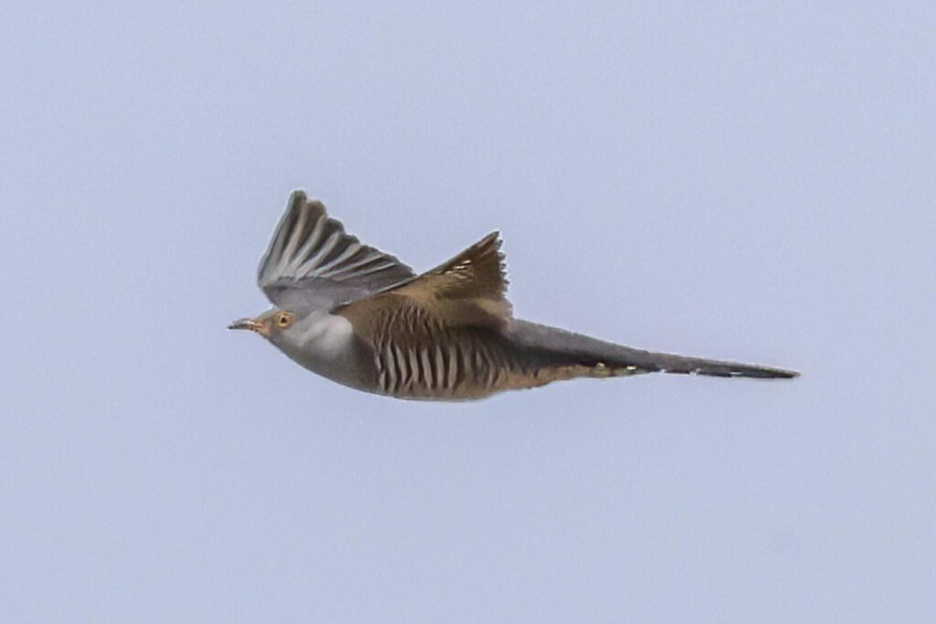 Cuckoo