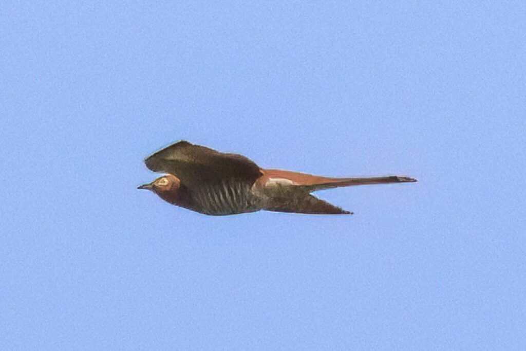 Cuckoo