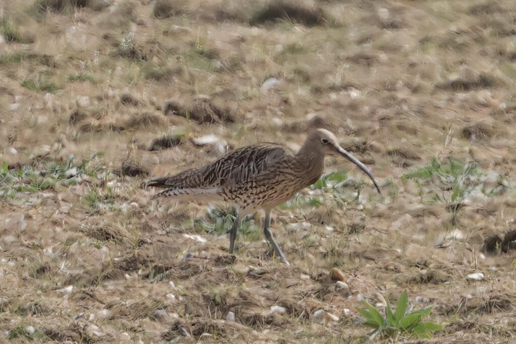 Curlew