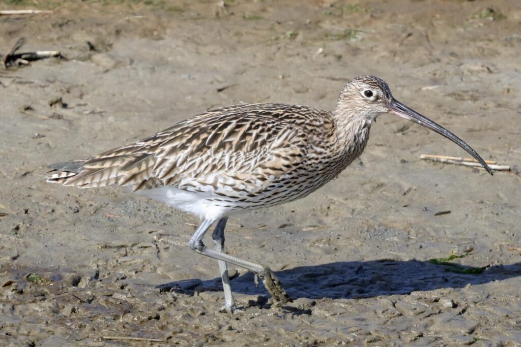 Curlew