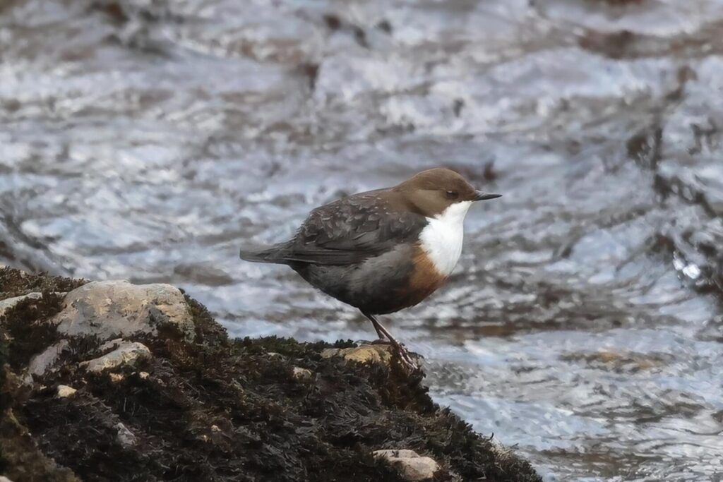 Dipper