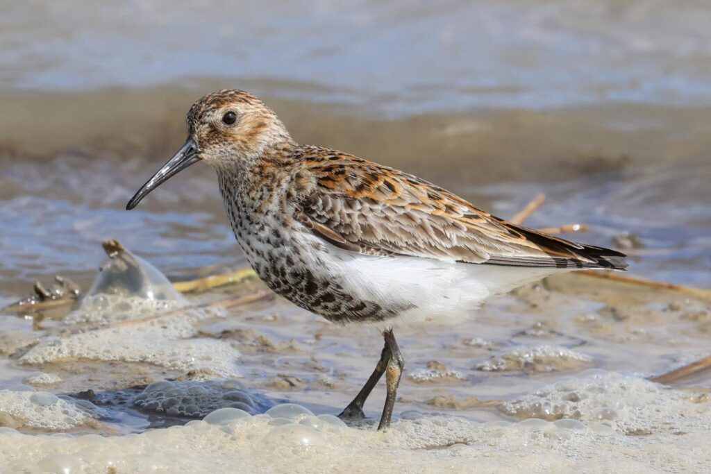 Dunlin