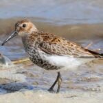 Dunlin