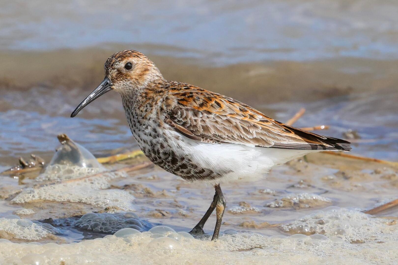Dunlin