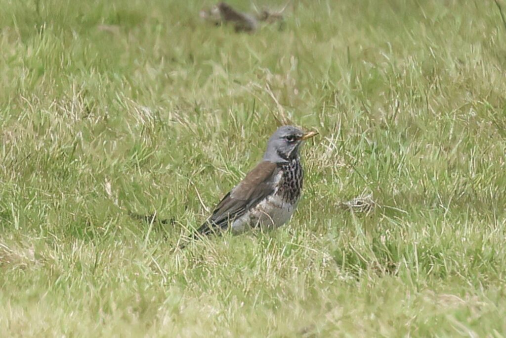 Fieldfare