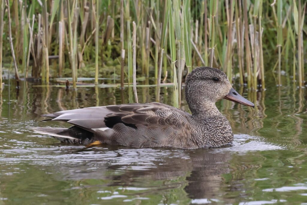 Gadwall