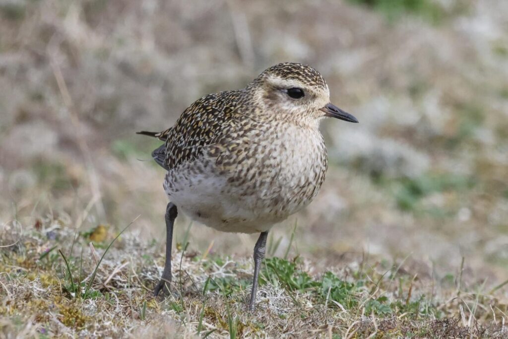 Golden Plover