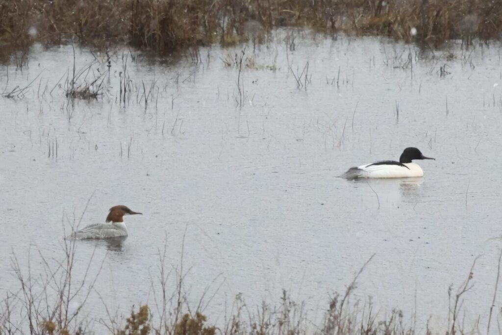 Goosander