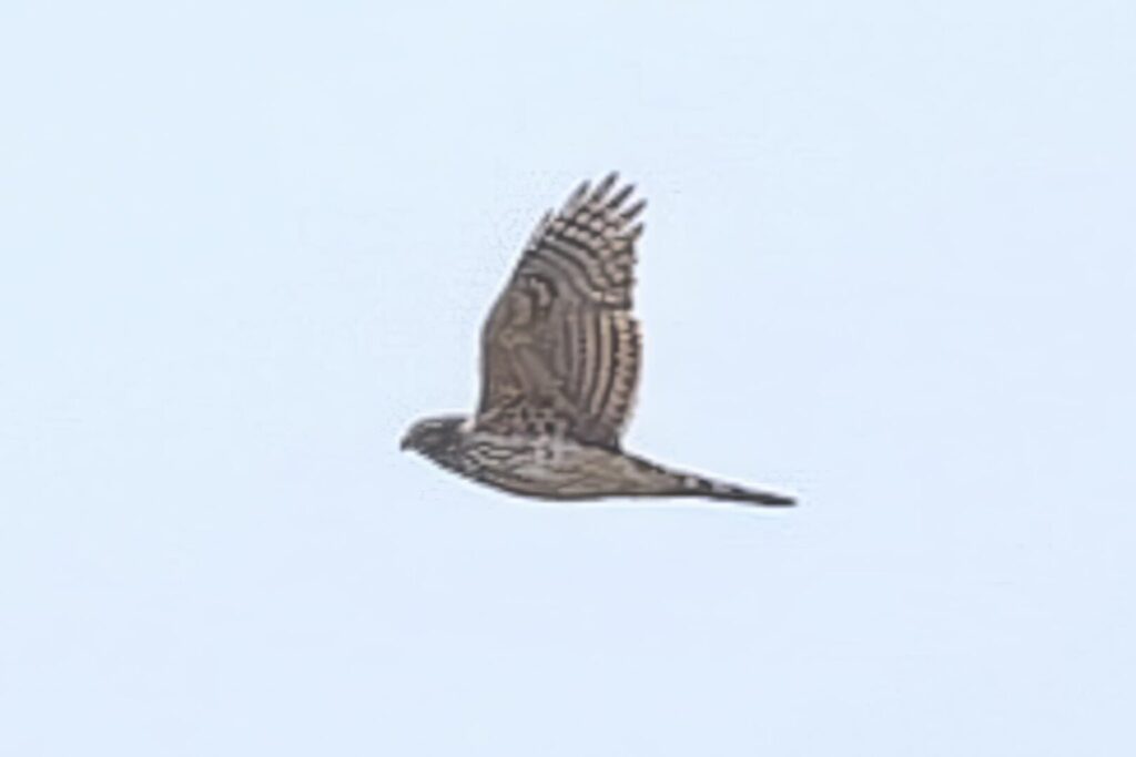 Goshawk
