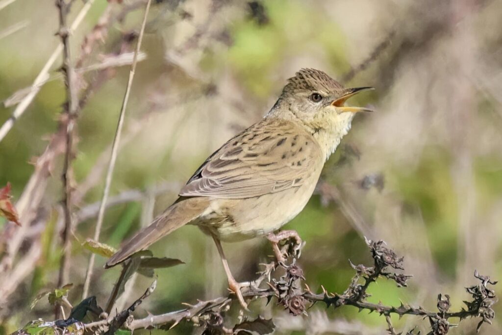 Grasshopper Warbler