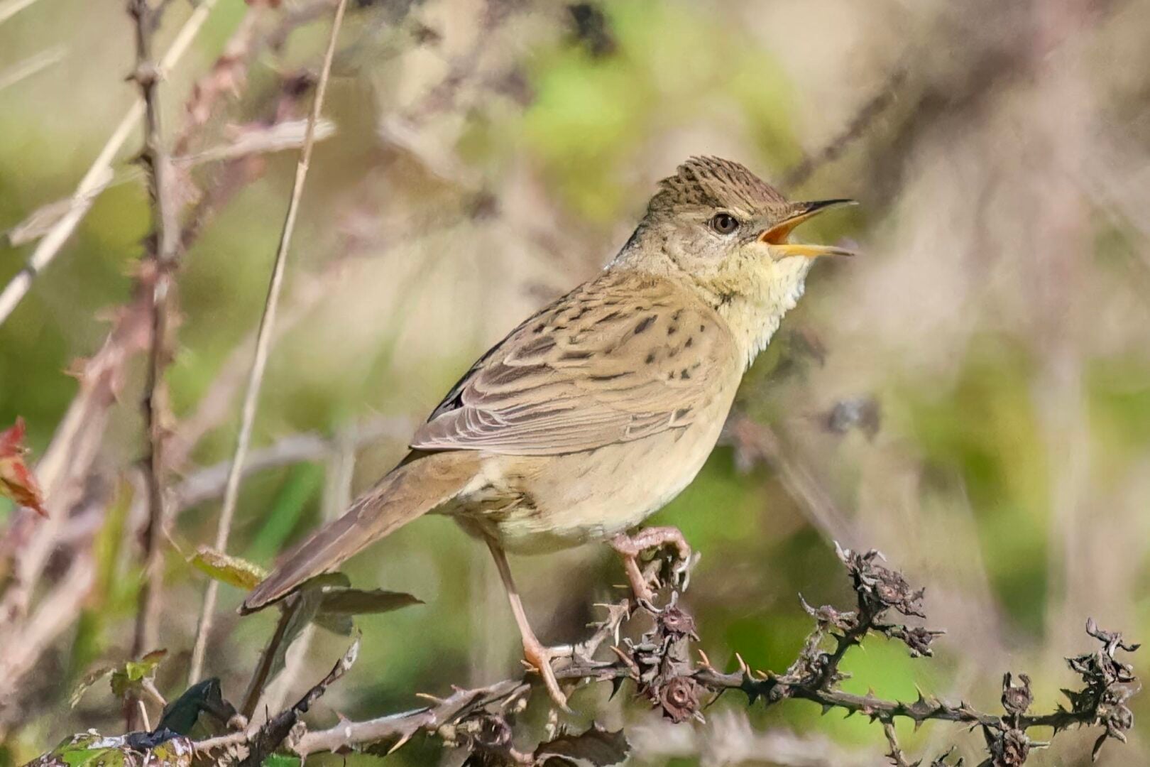 Grasshopper Warbler