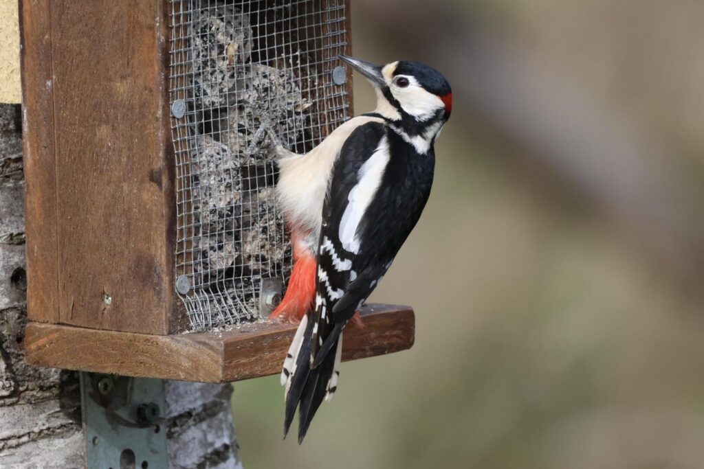 Great Spotted Woodpecker