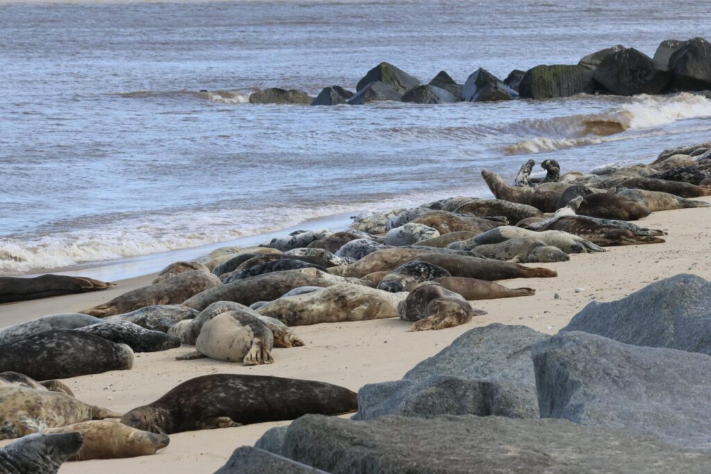 Grey Seals