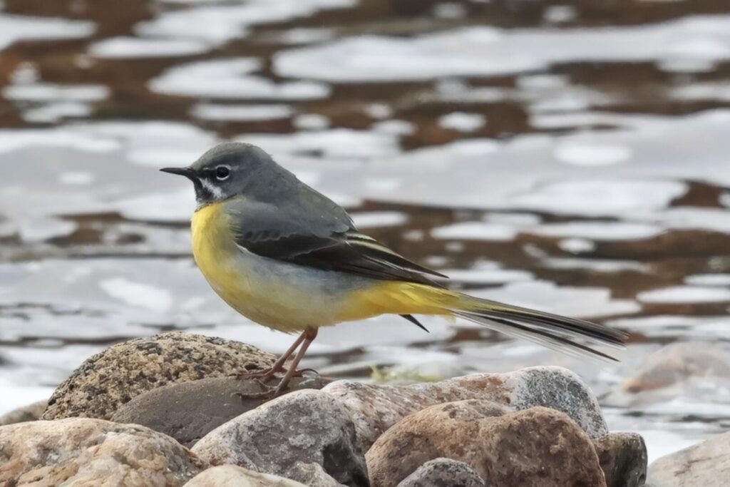 Grey Wagtail