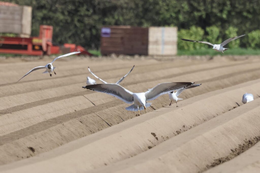 Gulls