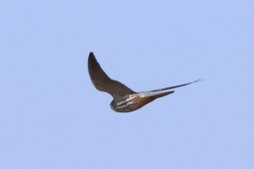 Hobby 