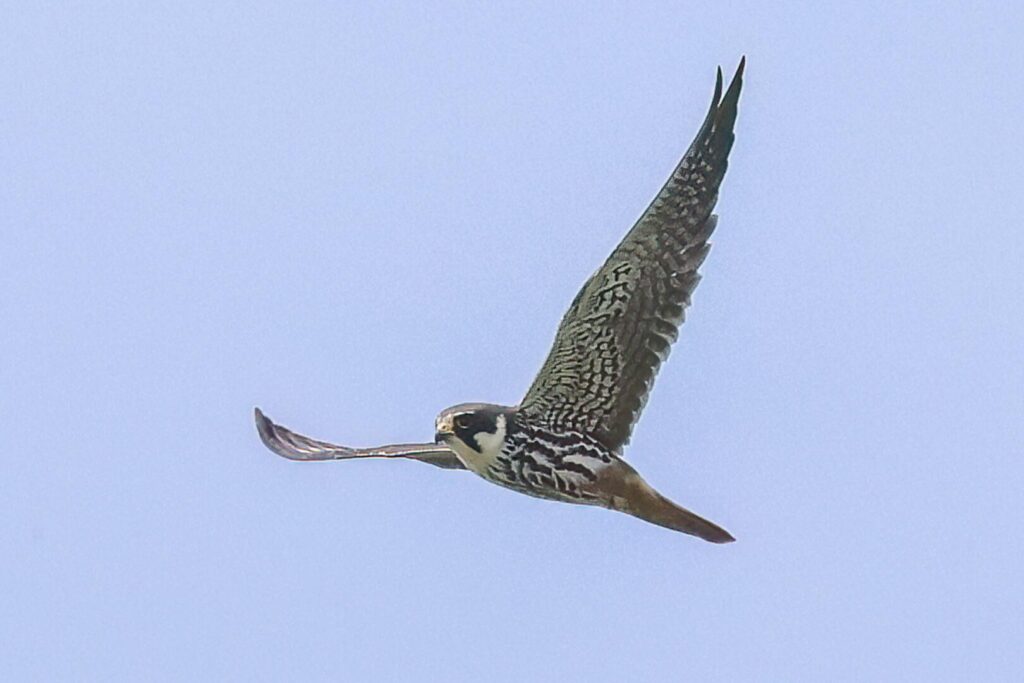 Hobby