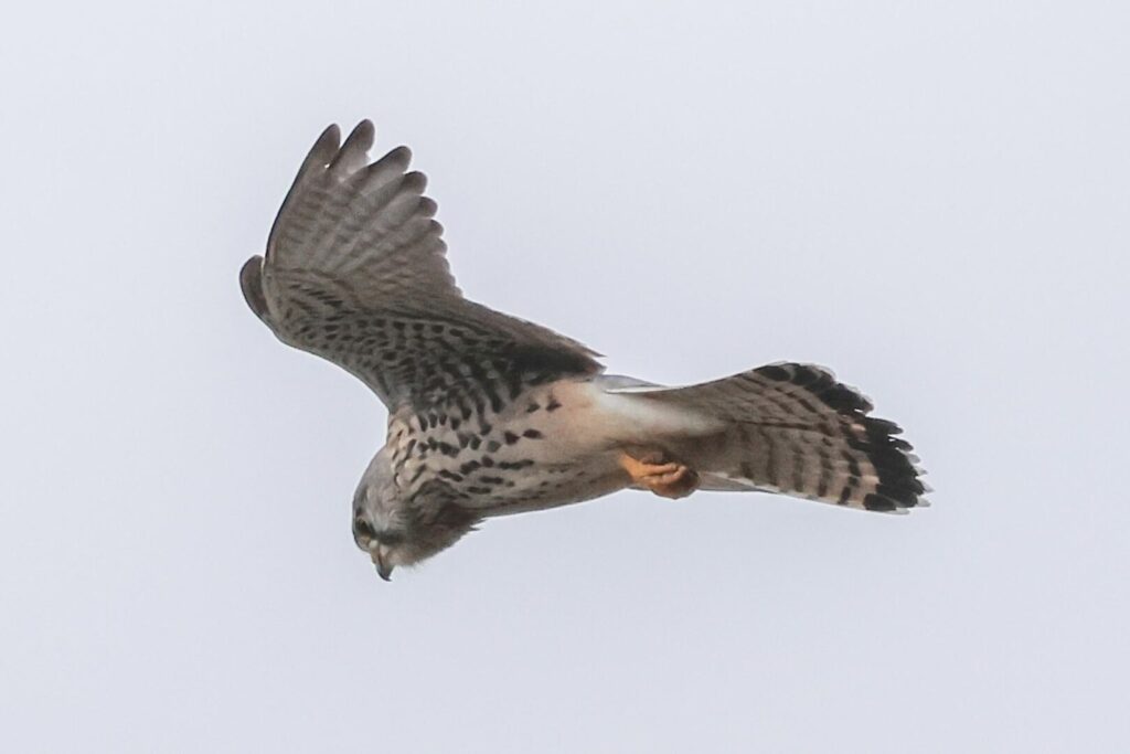 Kestrel
